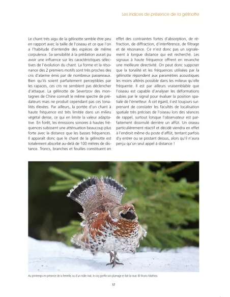 La Gélinotte des bois