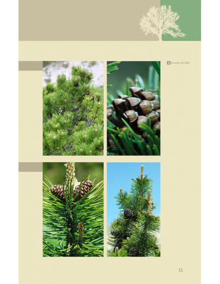 Flora verticalis - Guide botanique à l'usage des amateurs de verticalité