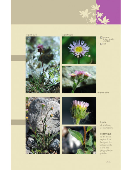 Flora verticalis - Guide botanique à l'usage des amateurs de verticalité