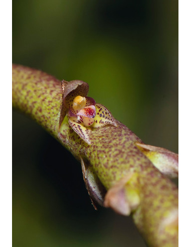 Les Orchidées de Guyane