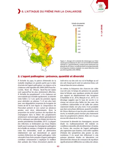 Le frêne face à la Chalarose
