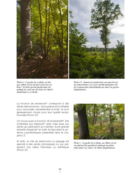 Un autre regard sur la forêt