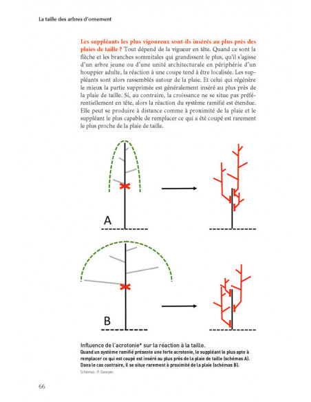 La taille des arbres d'ornement - du pourquoi au comment 2ème édition
