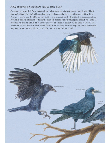 Rusés, noirs et chatoyants