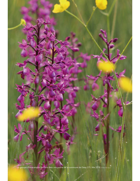 A la découverte des Orchidées des Charentes, du Poitou et de la Vendée - 2ème édition