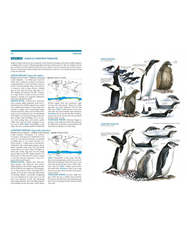 Seabirds - The new identification guide