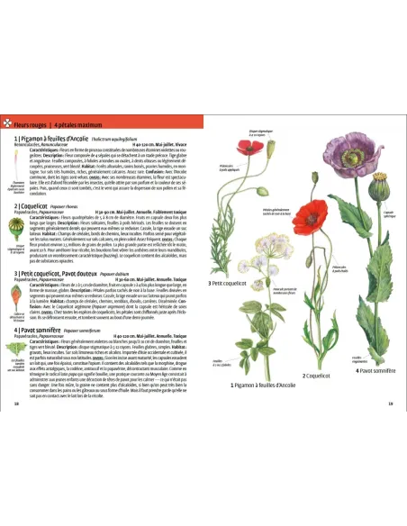 Quelle est cette plante? - Fleurs sauvages, graminées, arbres et arbustes - Les reconnaitre par la couleur.