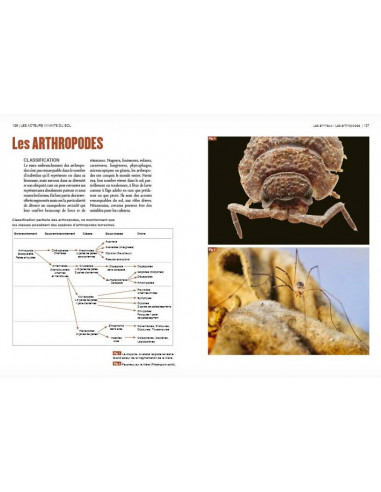 La vie du sol de nos jardins