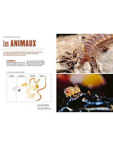 La vie du sol de nos jardins