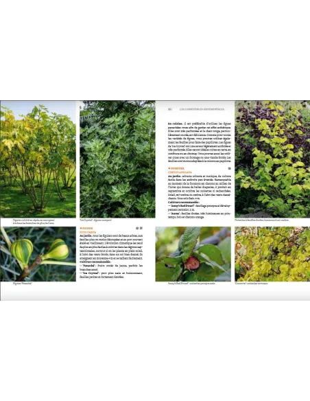 Toutes les plantes belles et comestibles