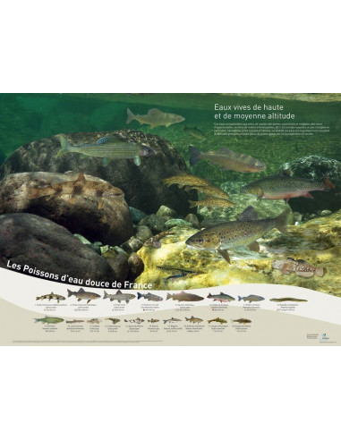 Pack 4 posters poissons d'eaux douces de France
