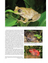 Status and threats of Afrotropical amphibians - Sub-saharan Africa, Madagascar, Western Indian ocean islands