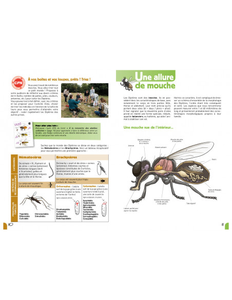 A la rencontre des diptères