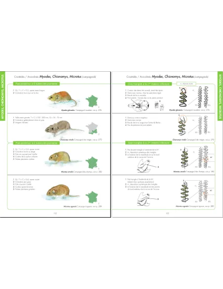 Insectivores et Rongeurs du sud de la France