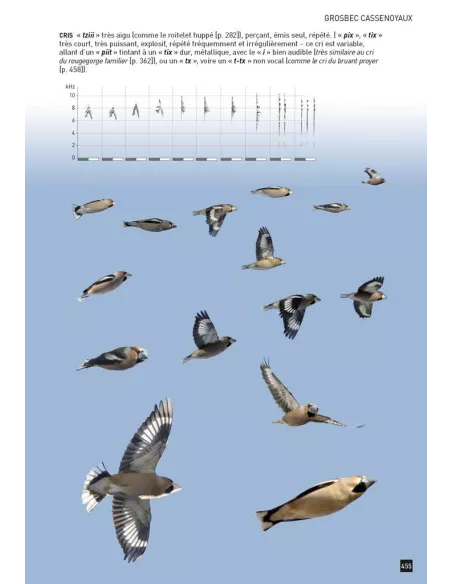 Cahier d'identification des Passereaux d'Europe en Vol