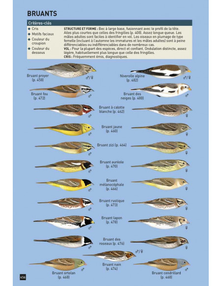 Cahier d'identification des Passereaux d'Europe en Vol