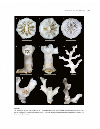 Tropical Deep-Sea Benthos volume 32 - Azooxanthellate Scleractinia (Cnidaria, Anthozoa) from New Caledonia