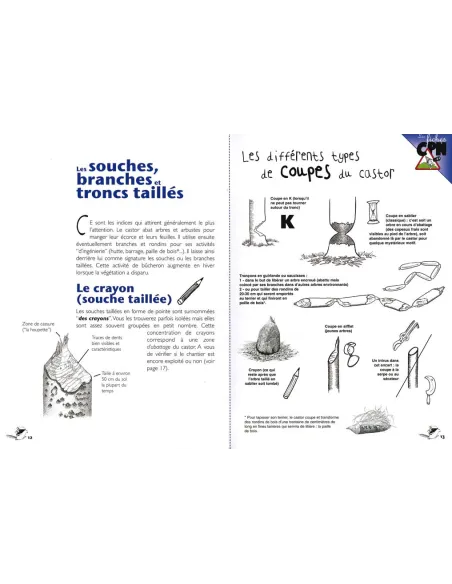 Sur la piste du castor