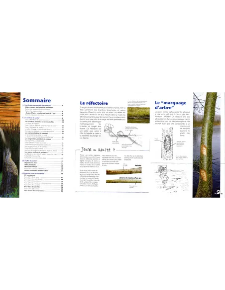 Sur la piste du castor