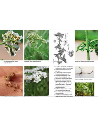 Plantes sauvages médicinales - Les 50 plantes essentielles et leurs usages