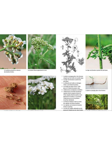 Plantes sauvages médicinales - Les 50 plantes essentielles et leurs usages