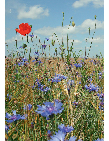 Atlas de la flore du Centre-Val de Loire