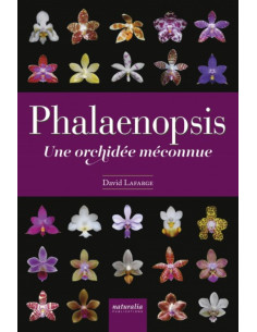 Phalaenopsis - Une orchidée...