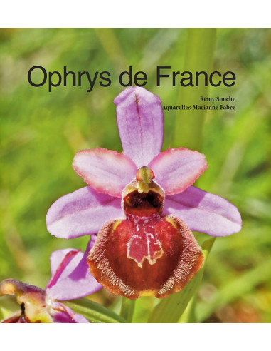 Ophrys de France