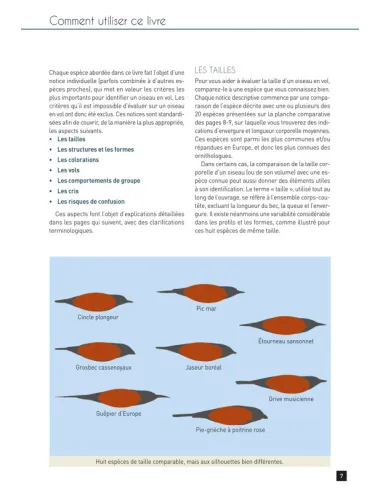 Cahier d'identification des Passereaux d'Europe en Vol
