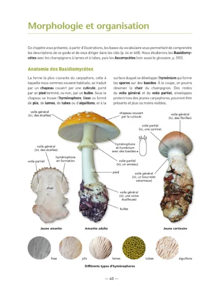 A la découverte des Champignons de Bourgogne-Franche-Comté
