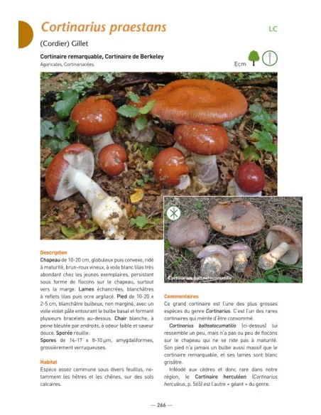 A la découverte des Champignons de Bourgogne-Franche-Comté