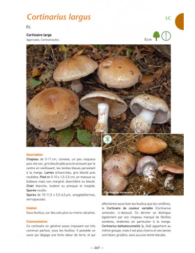 A la découverte des Champignons de Bourgogne-Franche-Comté
