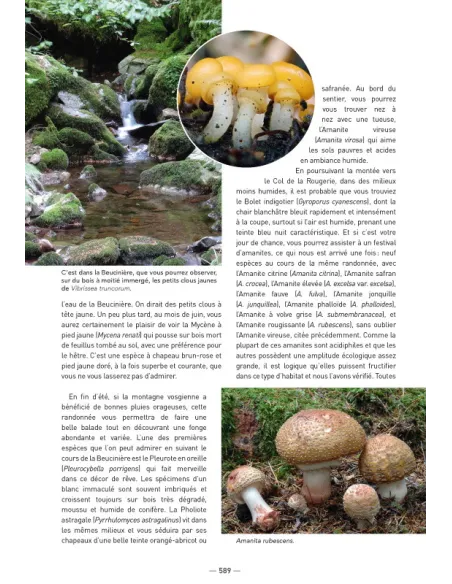 A la découverte des Champignons de Bourgogne-Franche-Comté