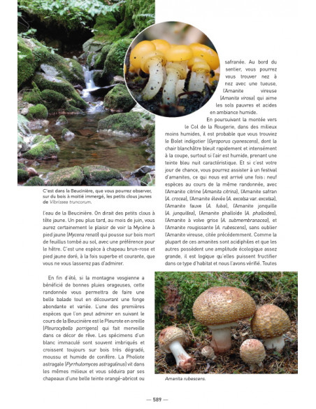 A la découverte des Champignons de Bourgogne-Franche-Comté