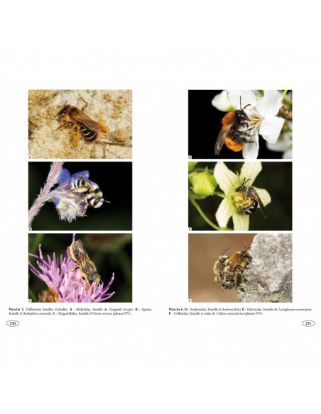 Abeilles d'Europe - Hyménoptères d'Europe