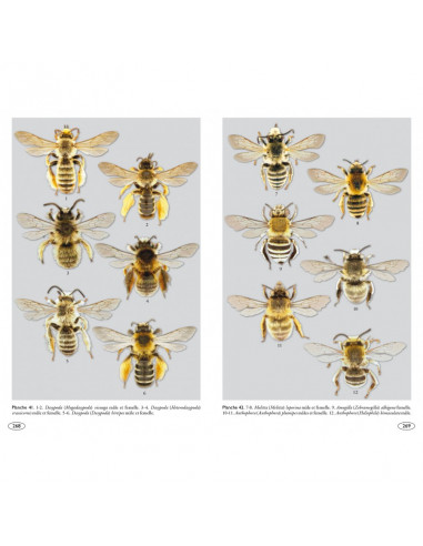Les abeilles – Groupe ornithologique et naturaliste du Nord – Pas-de-Calais