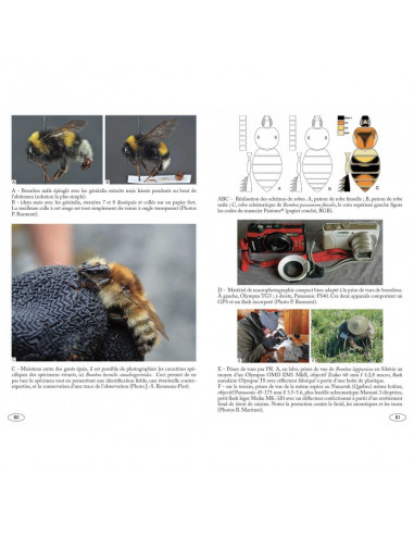 Bourdons d'Europe et des contrées voisines - Hyménoptères d'Europe