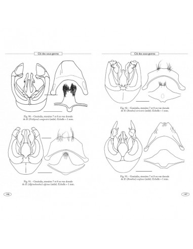 Bourdons d'Europe et des contrées voisines - Hyménoptères d'Europe