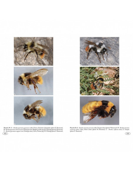 Bourdons d'Europe et des contrées voisines - Hyménoptères d'Europe