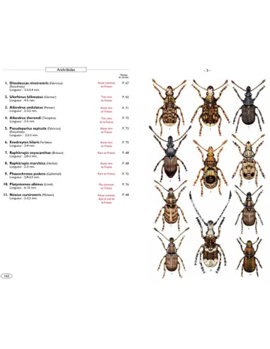 Coléoptères Phytophages d'Europe Tome 3 - Charançons