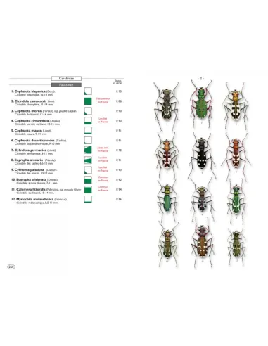 Coléoptères d'Europe, Carabes,...