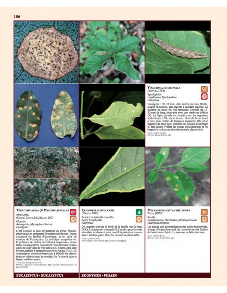 Insectes ravageurs et maladies des arbres et arbustes d'Europe