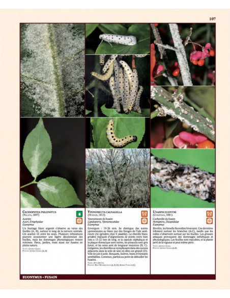 Insectes ravageurs et maladies des arbres et arbustes d'Europe