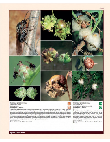 Insectes ravageurs et maladies des arbres et arbustes d'Europe