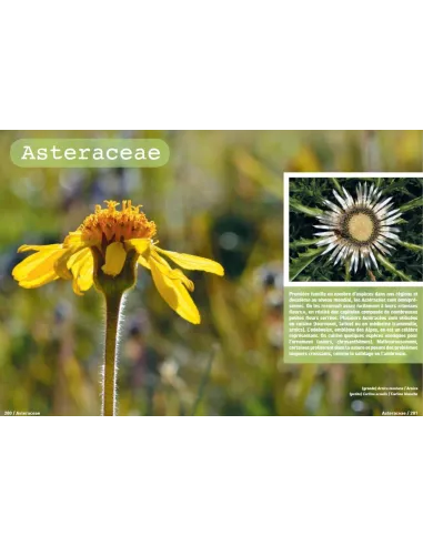 Connaissances botaniques de base en un coup d'oeil