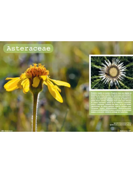 Connaissances botaniques de base en un coup d'oeil