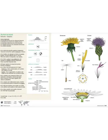 Connaissances botaniques de base en un coup d'oeil