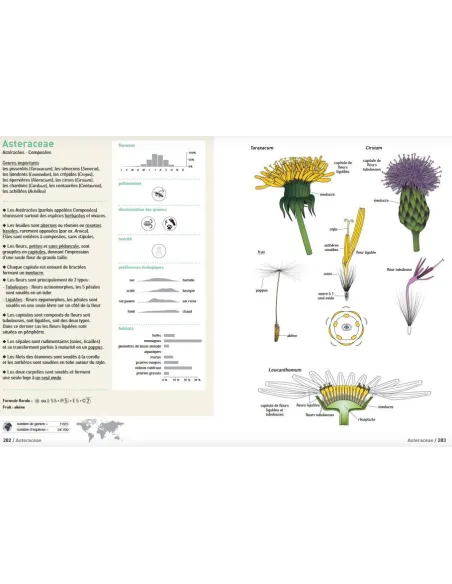 Connaissances botaniques de base en un coup d'oeil