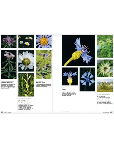 Connaissances botaniques de base en un coup d'oeil