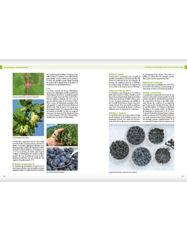 Encyclopédie des fruitiers sauvages ou méconnus